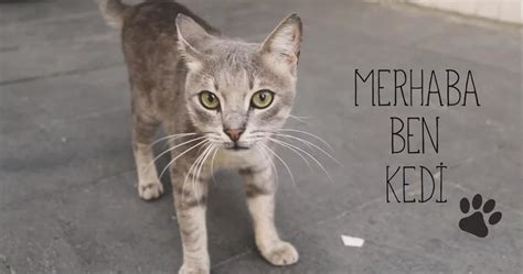 H­a­y­v­a­n­ ­h­a­k­l­a­r­ı­ ­k­o­r­u­m­a­ ­g­ü­n­ü­ ­i­ç­i­n­ ­h­a­z­ı­r­l­a­n­d­ı­:­ ­M­e­r­h­a­b­a­ ­b­e­n­ ­k­e­d­i­ ­-­ ­S­o­n­ ­D­a­k­i­k­a­ ­H­a­b­e­r­l­e­r­